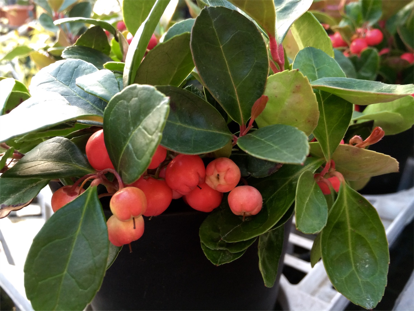 f:id:m-hatch:20151220203838j:image f:id:m-hatch:20151220203838j:image