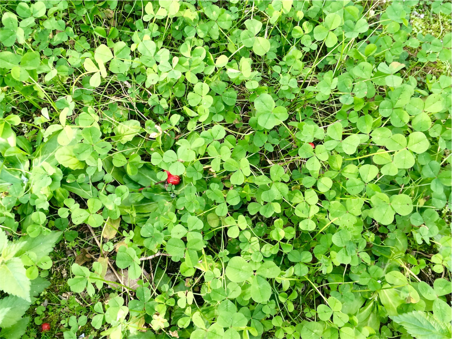 f:id:m-hatch:20151220205313j:image f:id:m-hatch:20151220205313j:image
