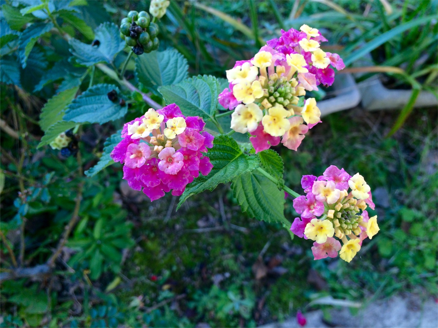 f:id:m-hatch:20151221223332j:image f:id:m-hatch:20151221223332j:image