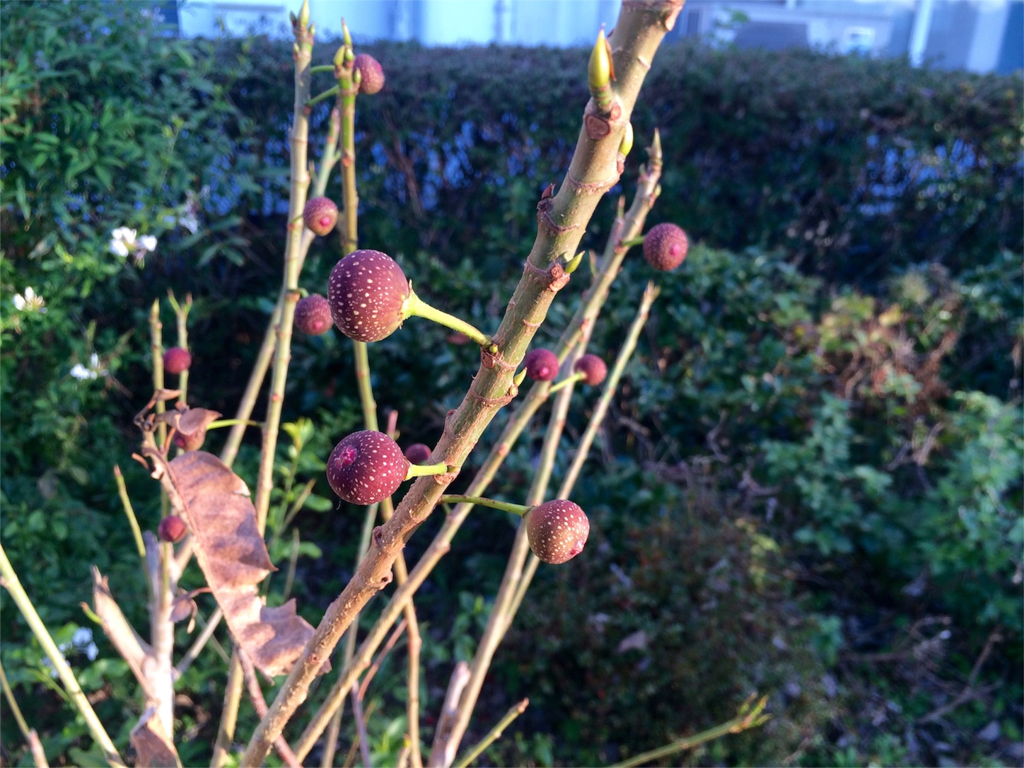 f:id:m-hatch:20151221225353j:image f:id:m-hatch:20151221225353j:image
