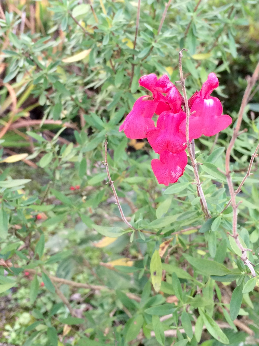 f:id:m-hatch:20151221232016j:image f:id:m-hatch:20151221232016j:image