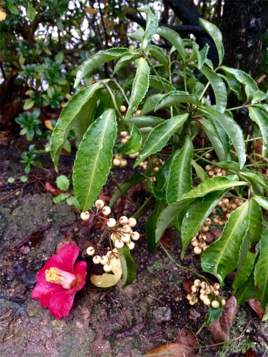 f:id:m-hatch:20151223231936j:image f:id:m-hatch:20151223231936j:image
