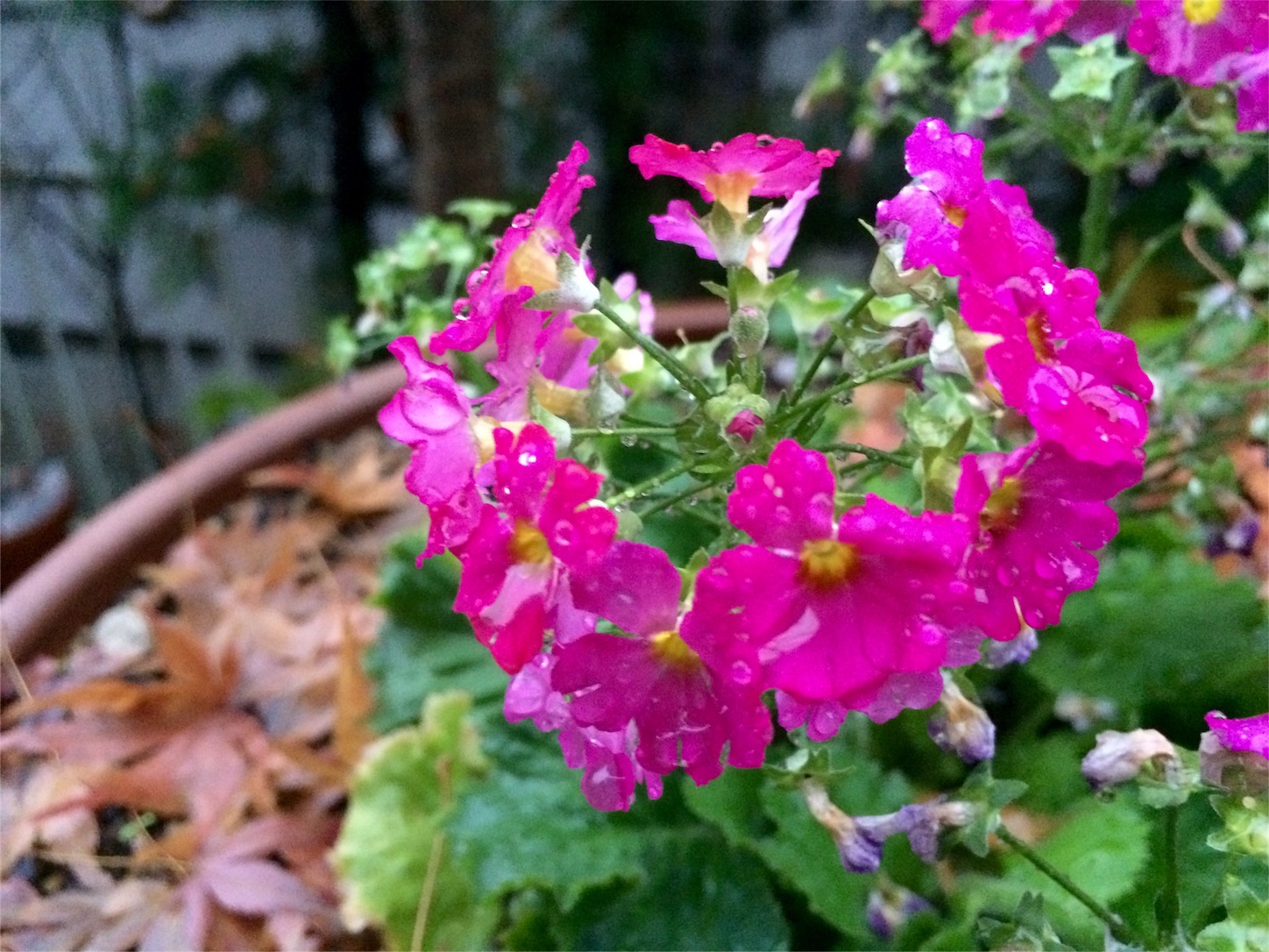 f:id:m-hatch:20151223233656j:image f:id:m-hatch:20151223233656j:image