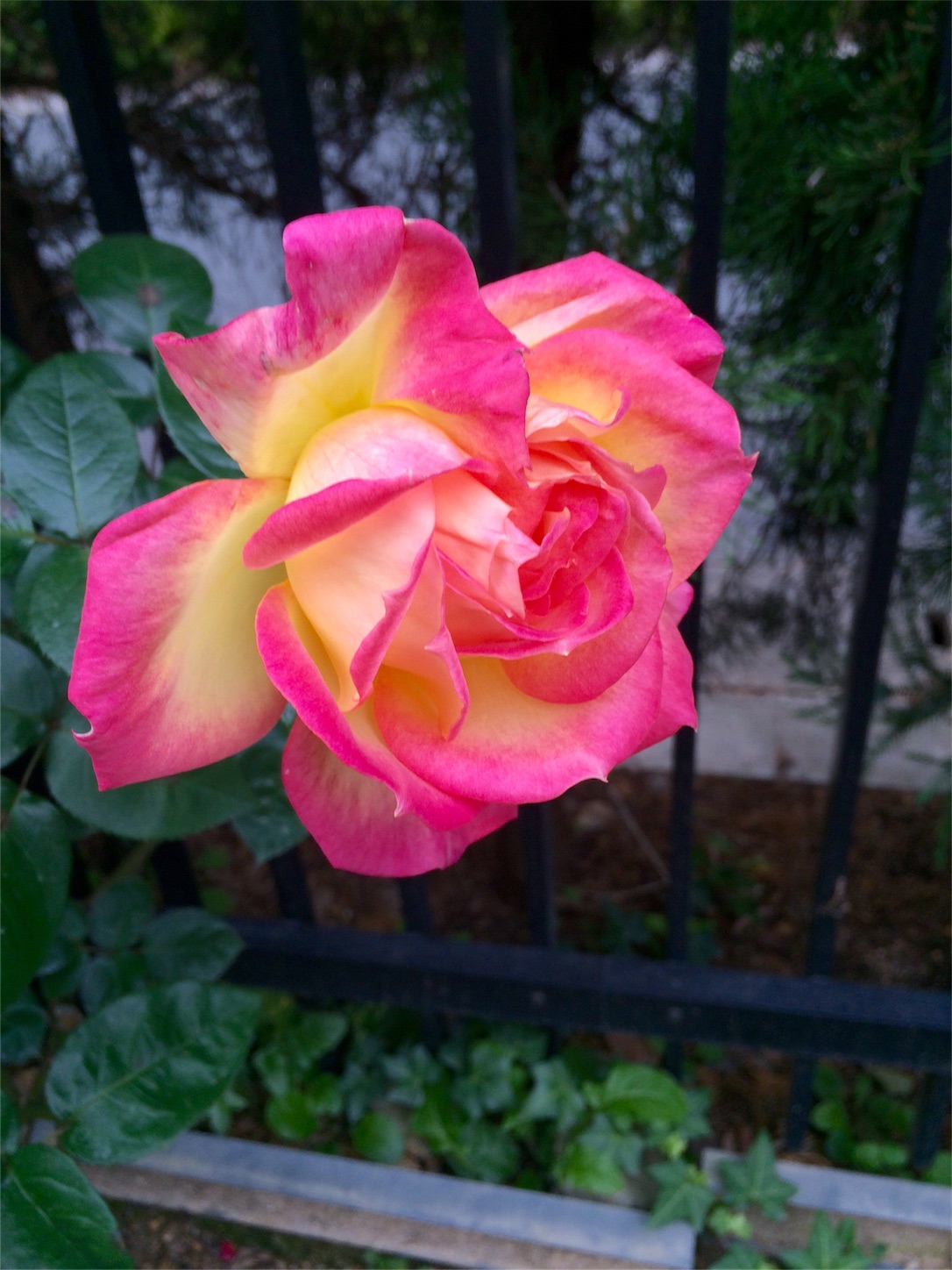 f:id:m-hatch:20151224192729j:image f:id:m-hatch:20151224192729j:image