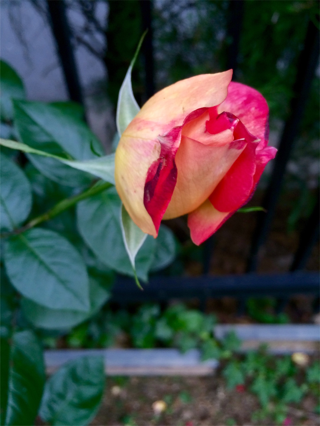 f:id:m-hatch:20151224201044j:image f:id:m-hatch:20151224201044j:image