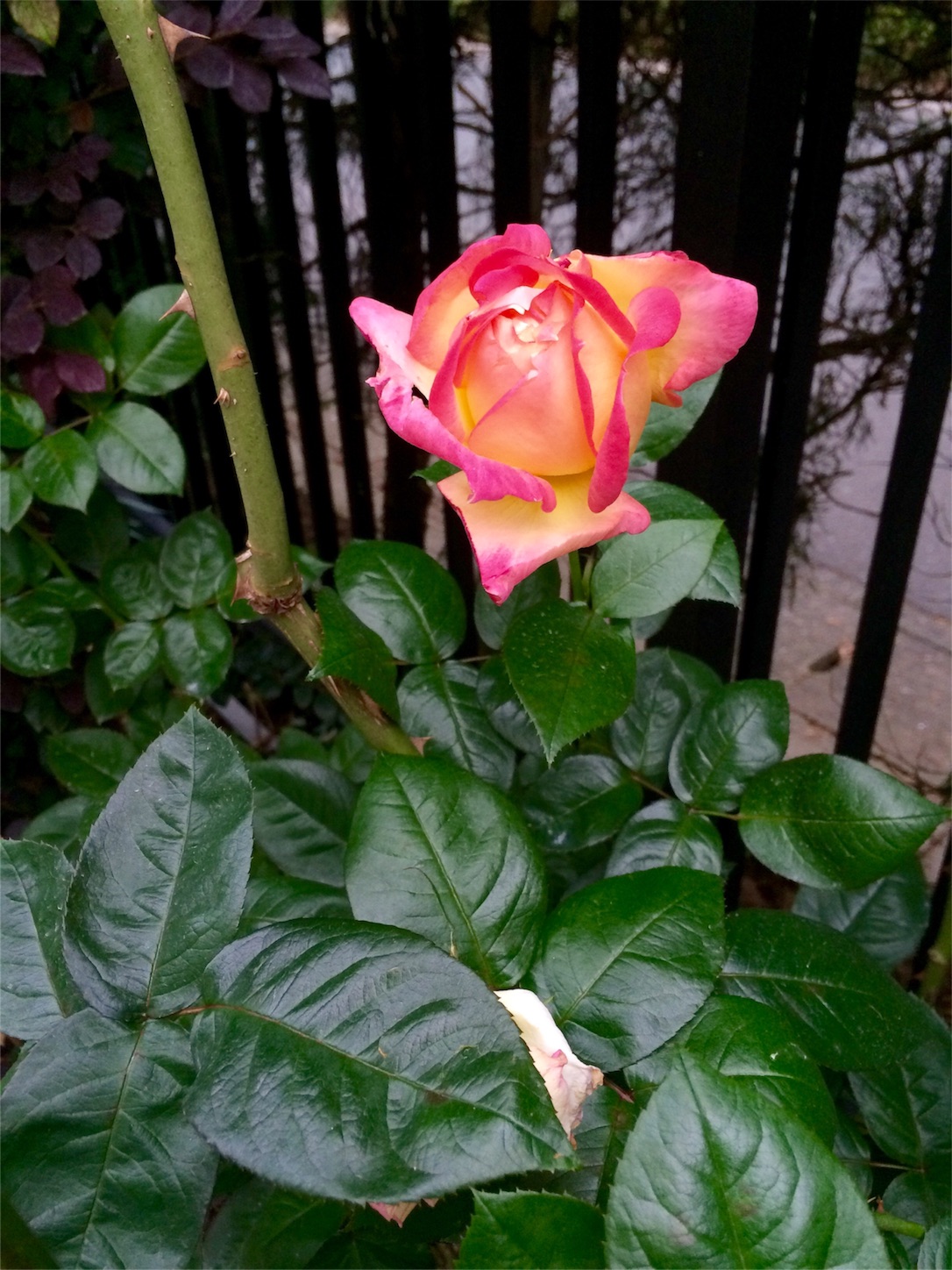 f:id:m-hatch:20151224201309j:image f:id:m-hatch:20151224201309j:image
