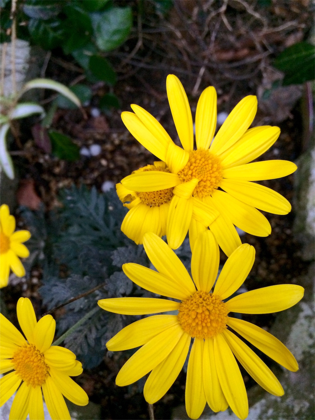 f:id:m-hatch:20151226214435j:image f:id:m-hatch:20151226214435j:image