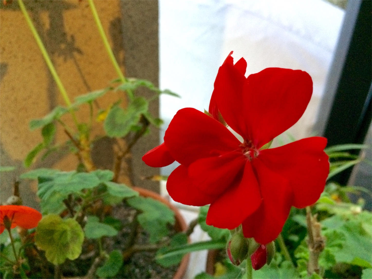 f:id:m-hatch:20151226220121j:image f:id:m-hatch:20151226220121j:image