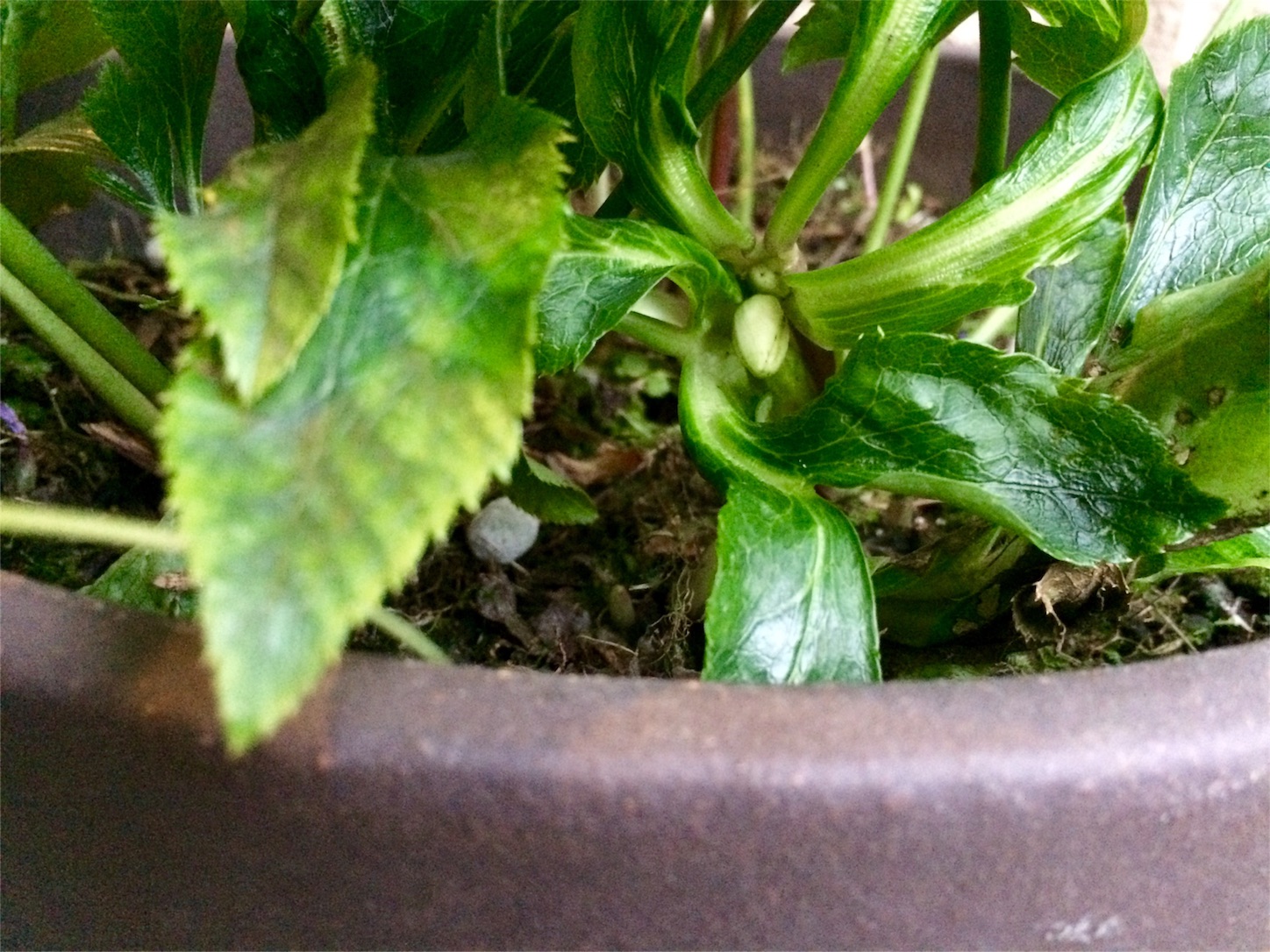 f:id:m-hatch:20151226222713j:image f:id:m-hatch:20151226222713j:image