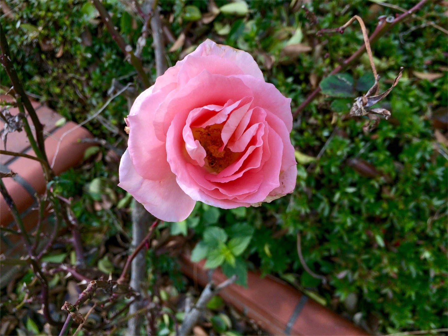 f:id:m-hatch:20151228223914j:image f:id:m-hatch:20151228223914j:image