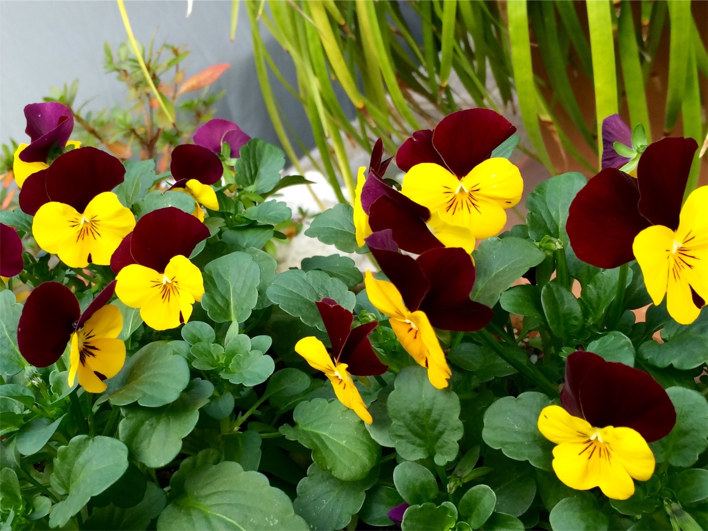 f:id:m-hatch:20151229214912j:image f:id:m-hatch:20151229214912j:image