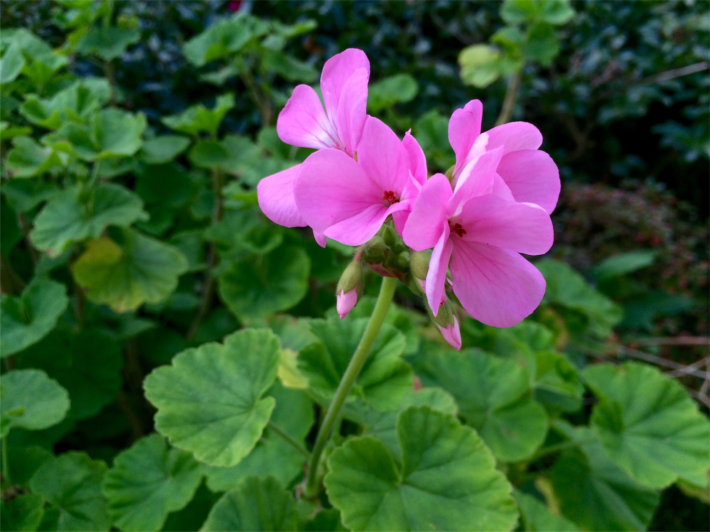 f:id:m-hatch:20151229215048j:image f:id:m-hatch:20151229215048j:image