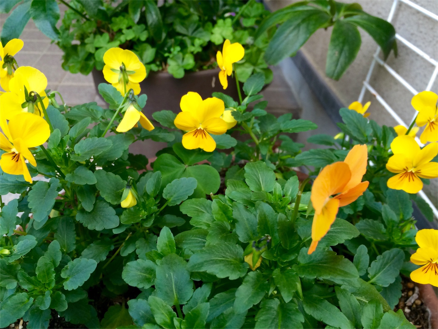 f:id:m-hatch:20151229215955j:image f:id:m-hatch:20151229215955j:image