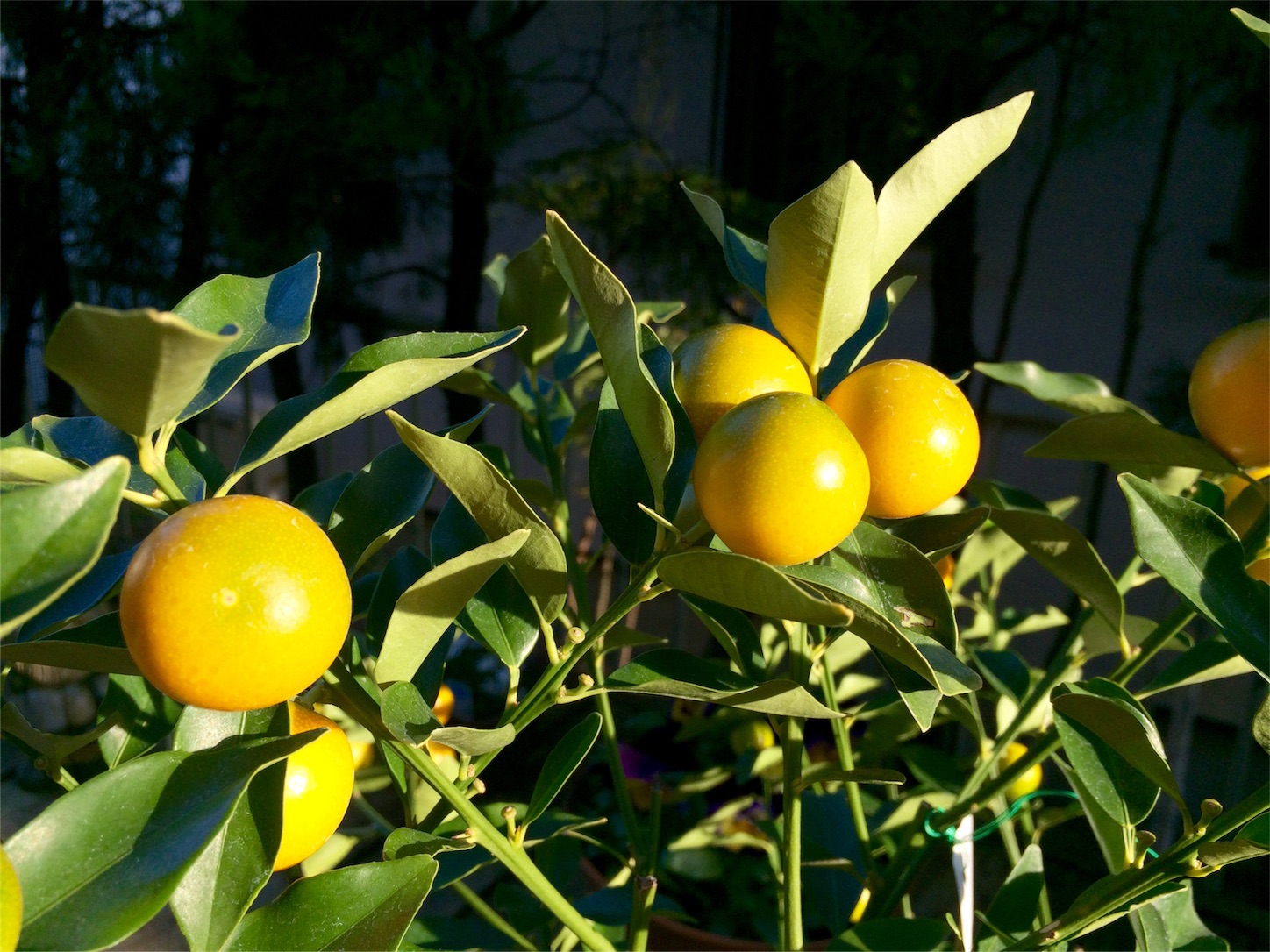 f:id:m-hatch:20151229221732j:image f:id:m-hatch:20151229221732j:image