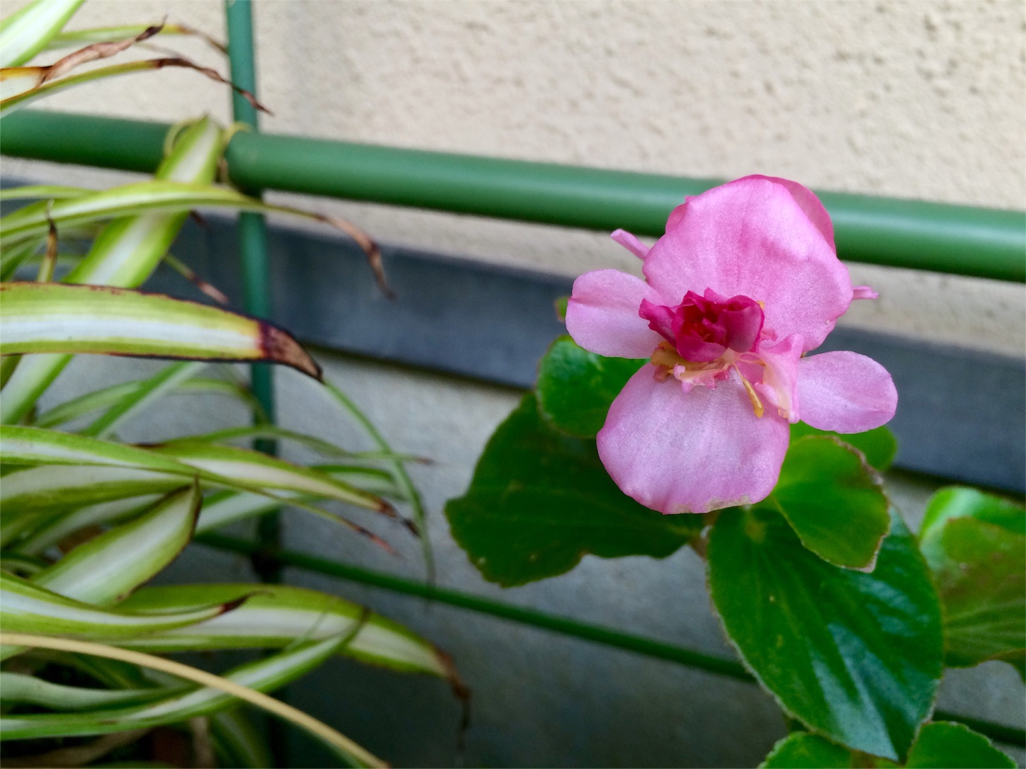 f:id:m-hatch:20151230220252j:image f:id:m-hatch:20151230220252j:image