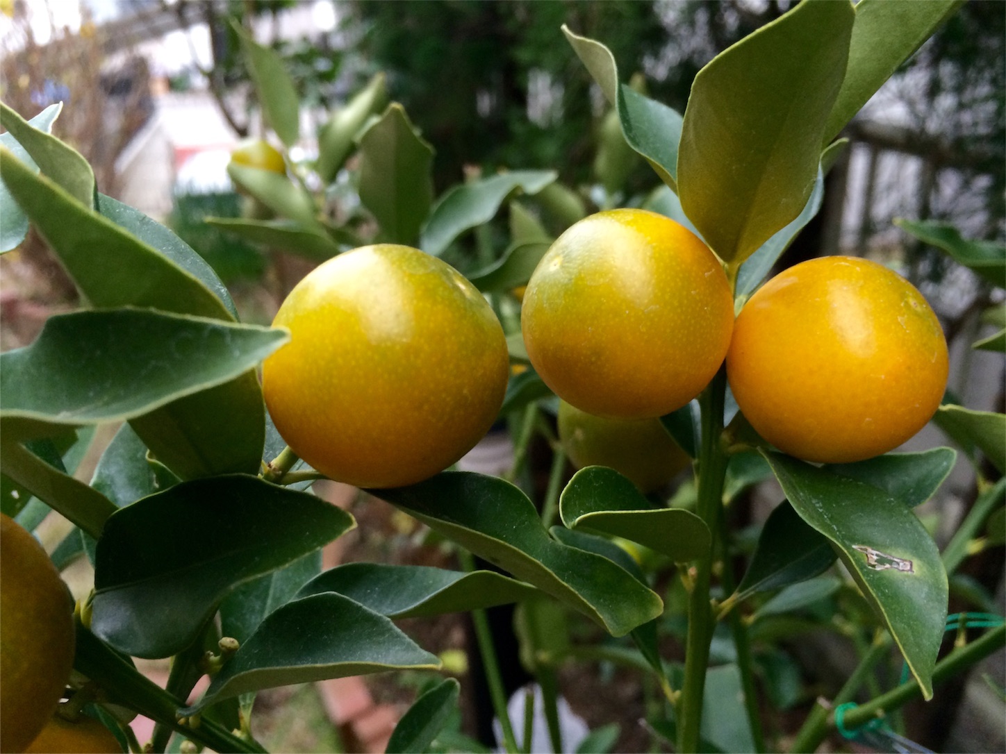 f:id:m-hatch:20160102203429j:image f:id:m-hatch:20160102203429j:image