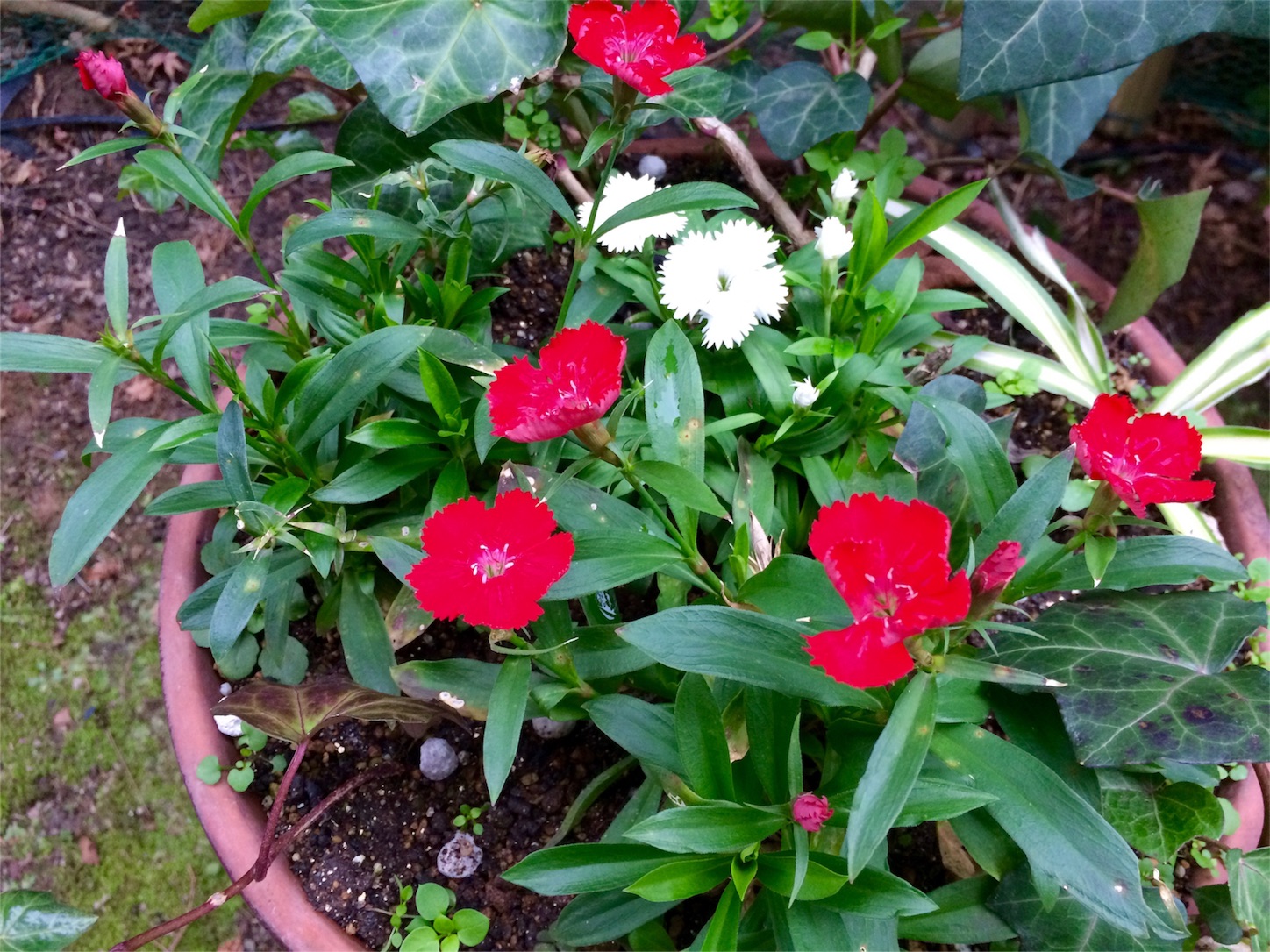 f:id:m-hatch:20160102210341j:image f:id:m-hatch:20160102210341j:image