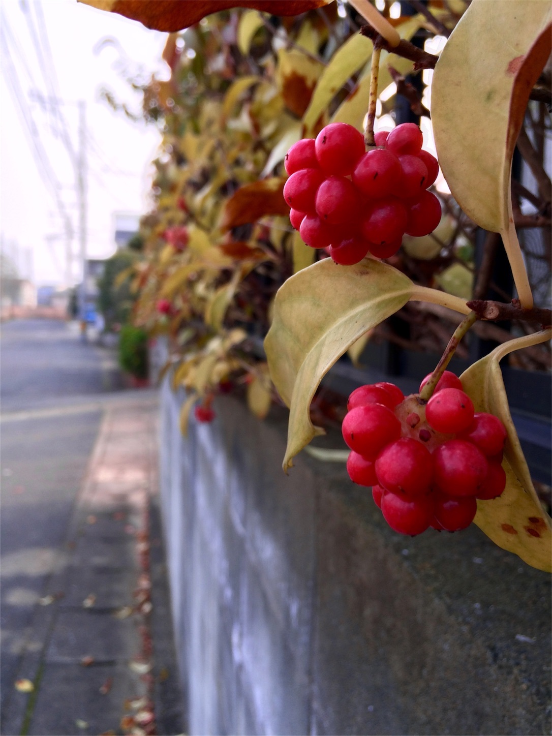f:id:m-hatch:20160104201615j:image f:id:m-hatch:20160104201615j:image