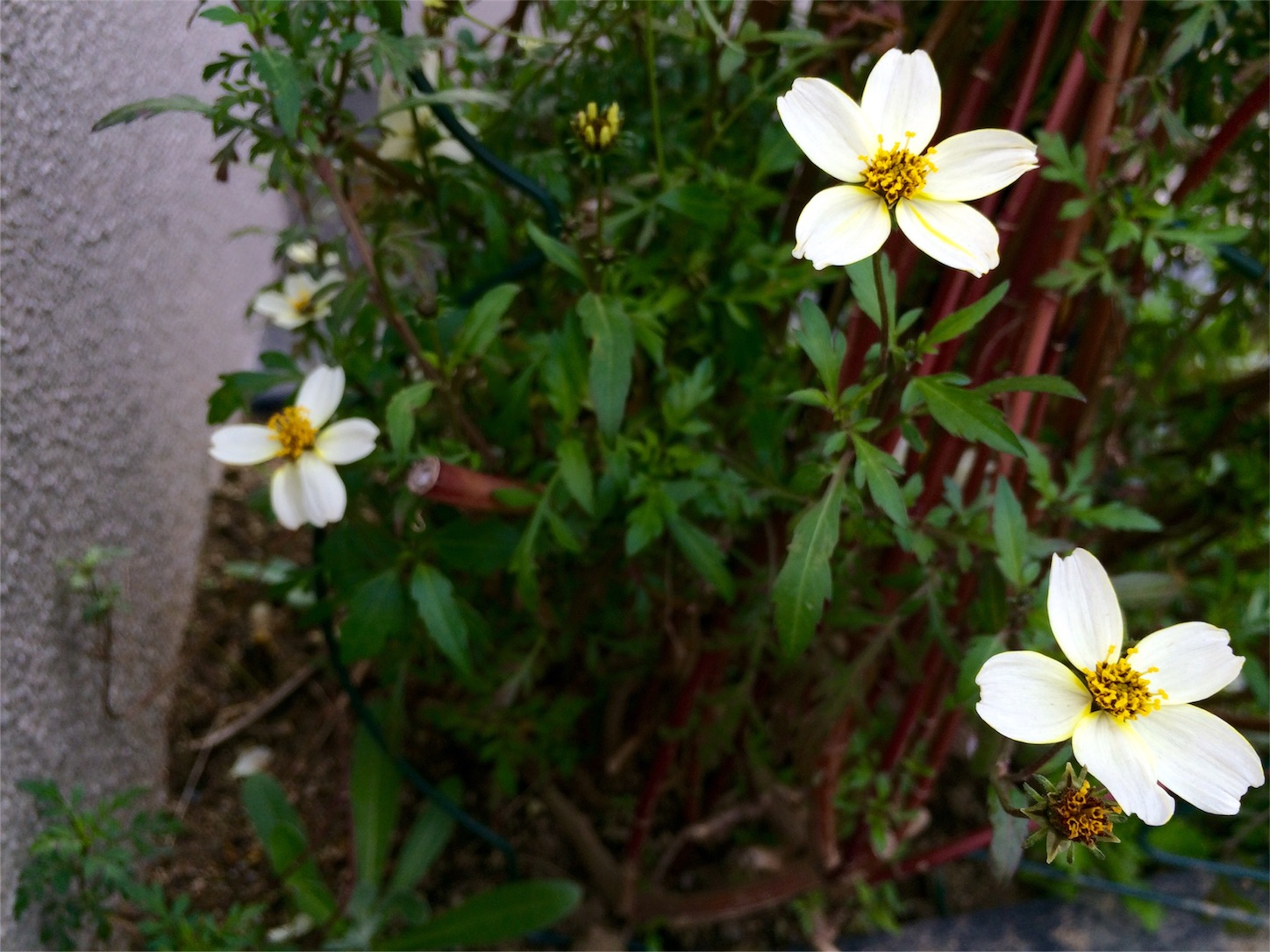 f:id:m-hatch:20160104201655j:image f:id:m-hatch:20160104201655j:image