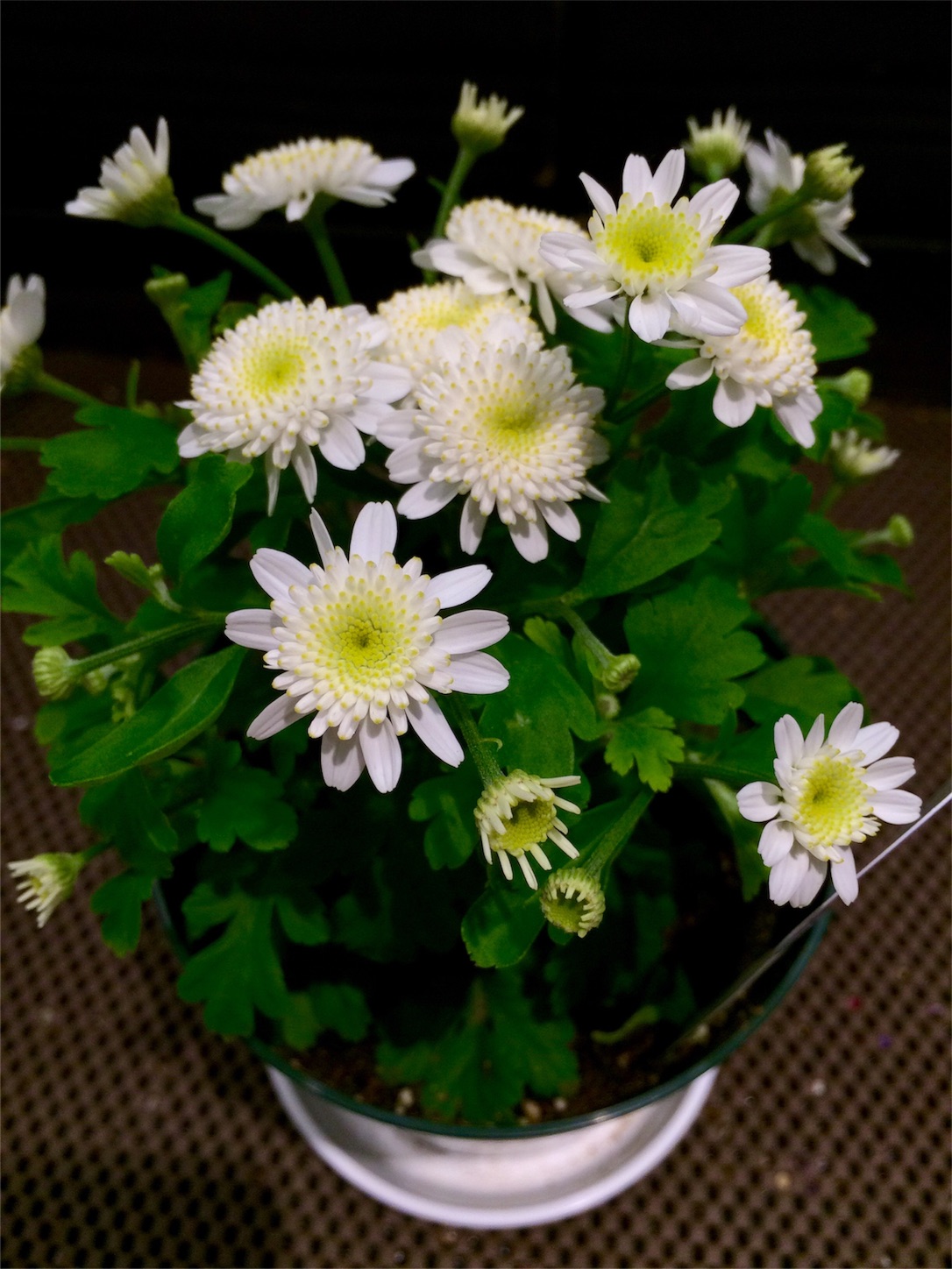 f:id:m-hatch:20160109223051j:image f:id:m-hatch:20160109223051j:image