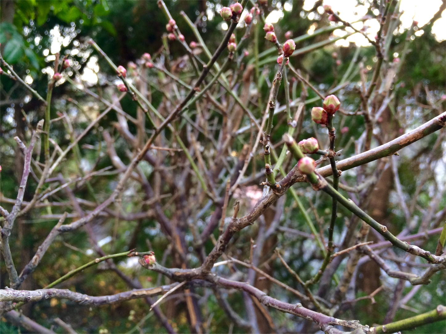 f:id:m-hatch:20160110224348j:image f:id:m-hatch:20160110224348j:image