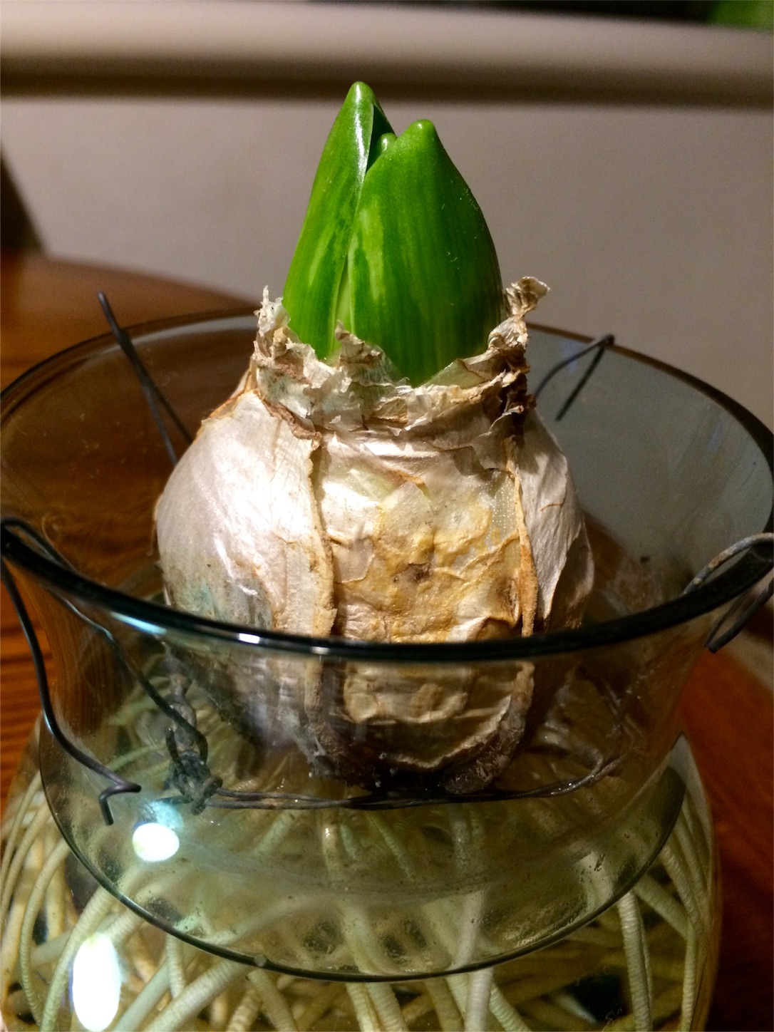 f:id:m-hatch:20160115224906j:image f:id:m-hatch:20160115224906j:image