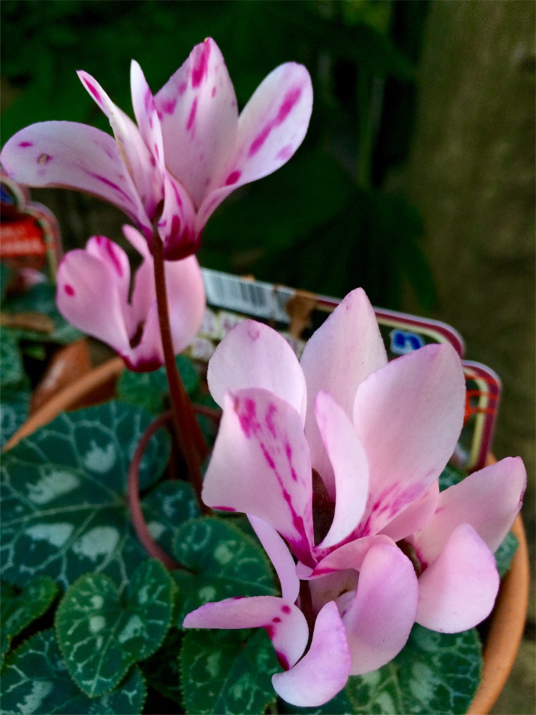 f:id:m-hatch:20160116213439j:image f:id:m-hatch:20160116213439j:image