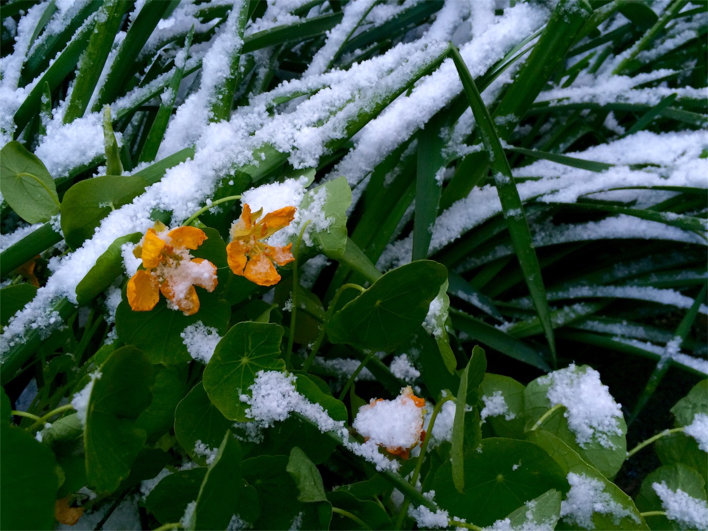 f:id:m-hatch:20160119230635j:image f:id:m-hatch:20160119230635j:image