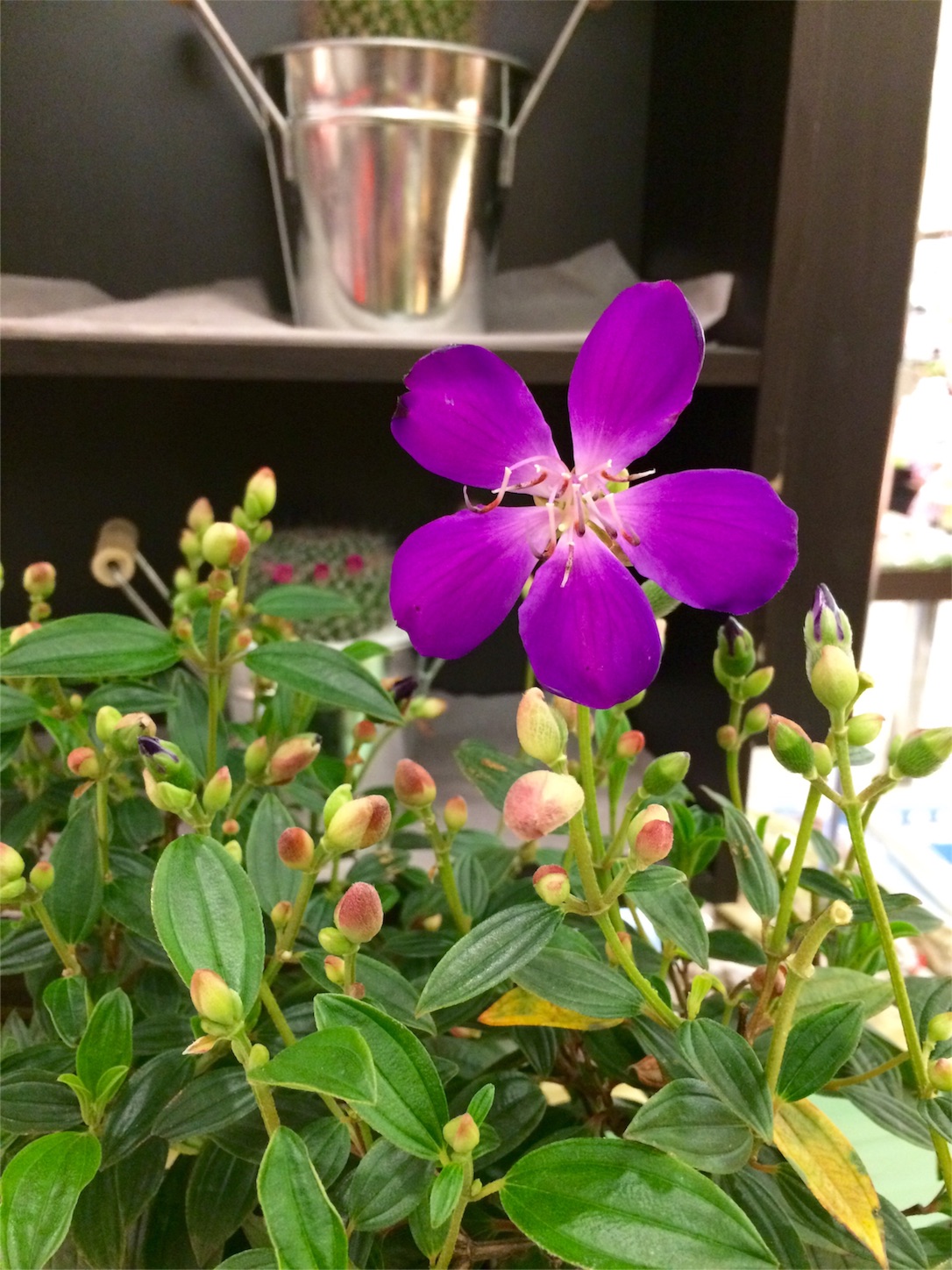 f:id:m-hatch:20160122223541j:image f:id:m-hatch:20160122223541j:image