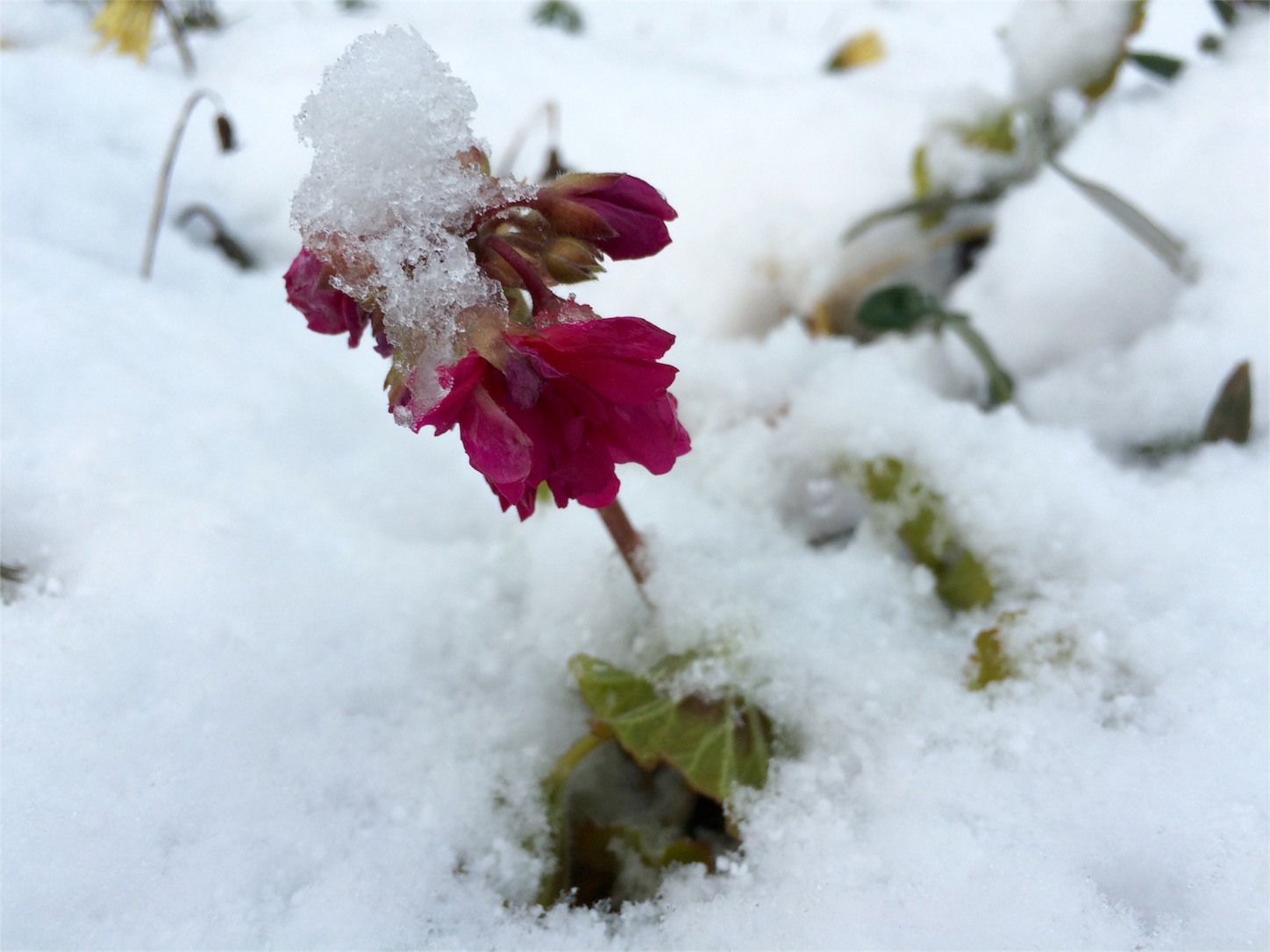 f:id:m-hatch:20160125212513j:image f:id:m-hatch:20160125212513j:image