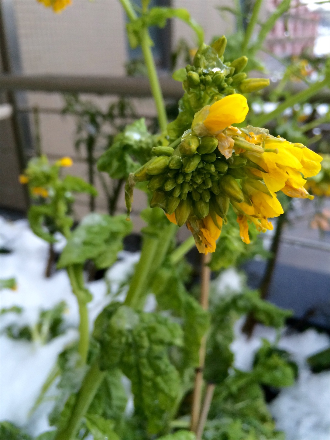 f:id:m-hatch:20160125213619j:image f:id:m-hatch:20160125213619j:image