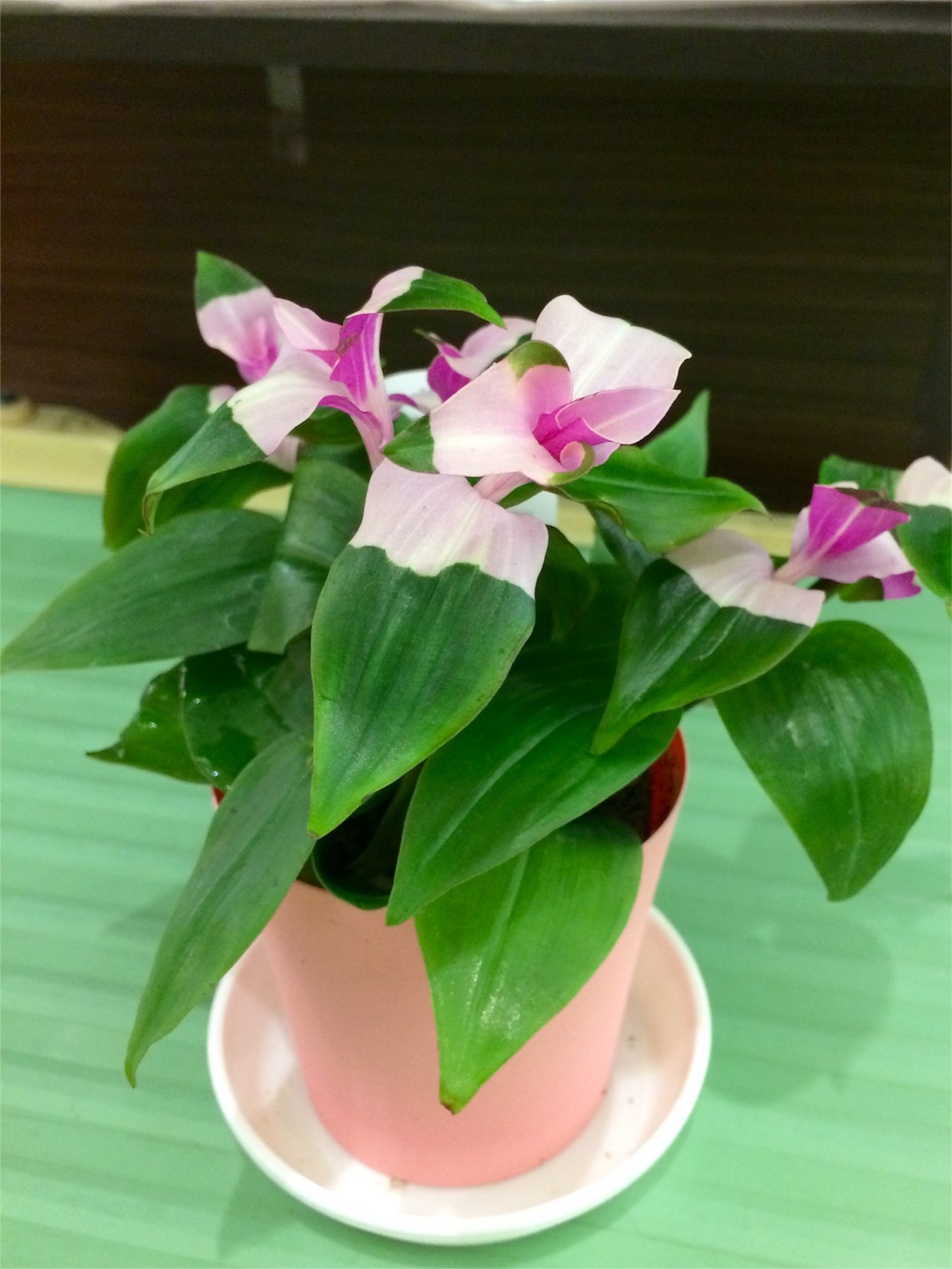 f:id:m-hatch:20160126222328j:image f:id:m-hatch:20160126222328j:image