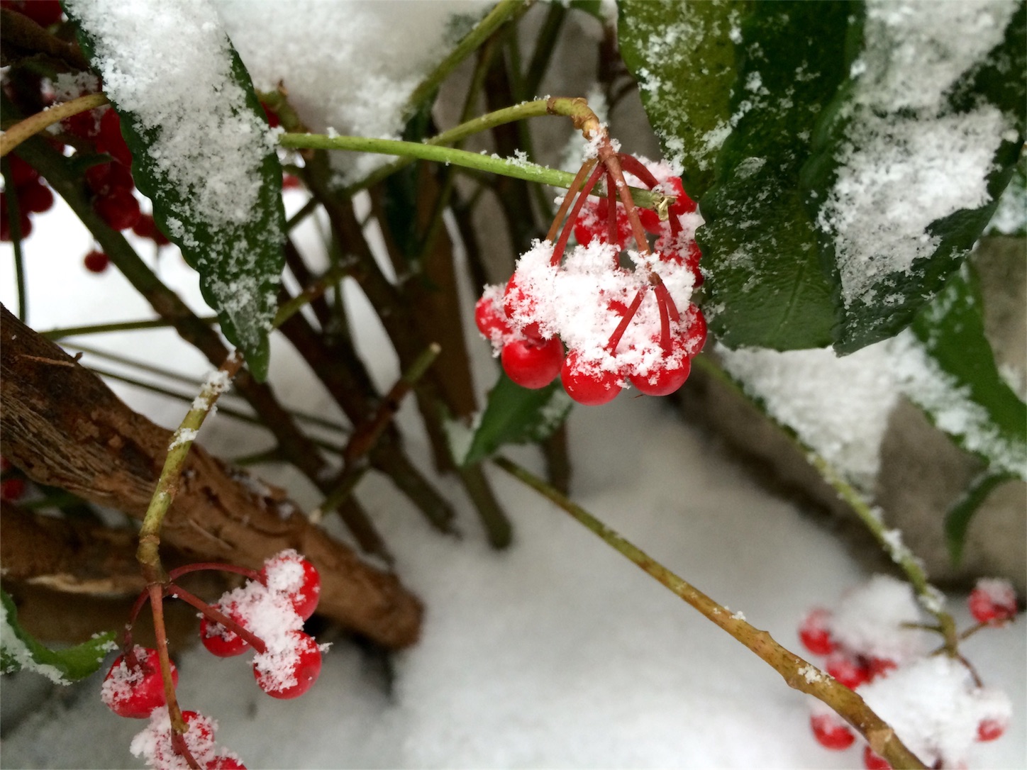 f:id:m-hatch:20160127233438j:image f:id:m-hatch:20160127233438j:image