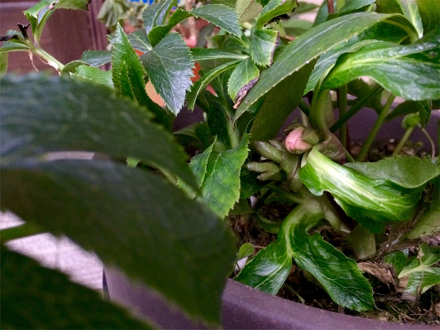 f:id:m-hatch:20160129211455j:image f:id:m-hatch:20160129211455j:image