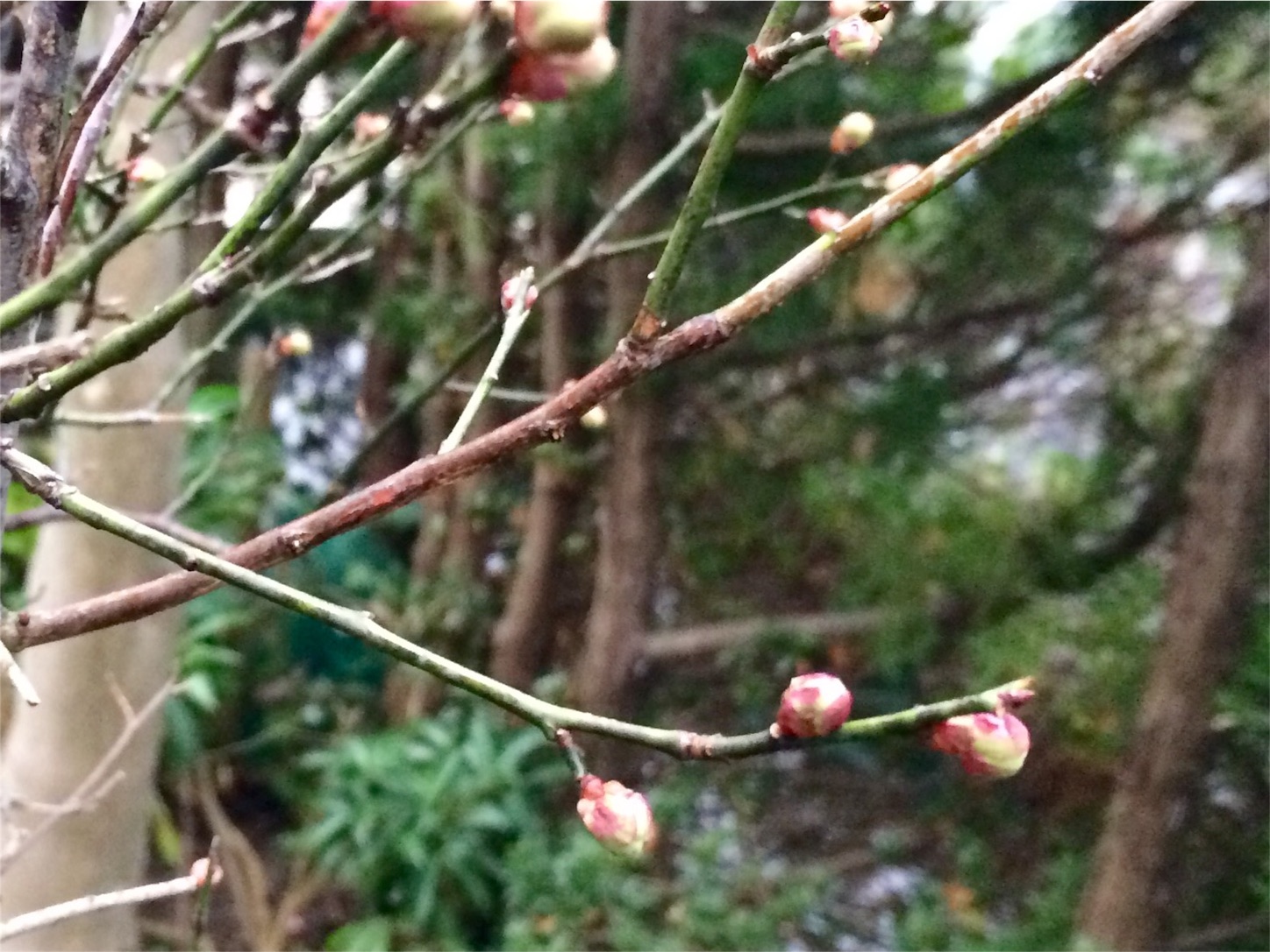 f:id:m-hatch:20160129212254j:image f:id:m-hatch:20160129212254j:image