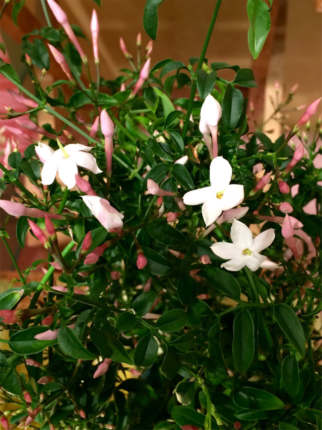 f:id:m-hatch:20160131193103j:image f:id:m-hatch:20160131193103j:image