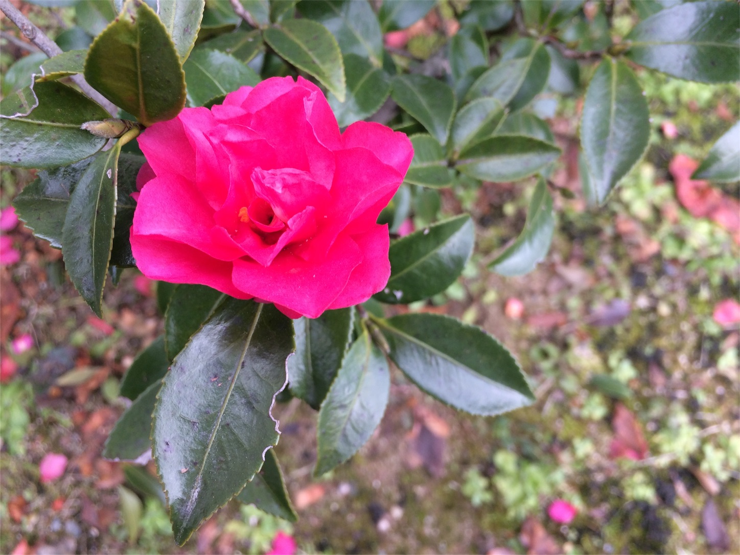 f:id:m-hatch:20160202235831j:image f:id:m-hatch:20160202235831j:image