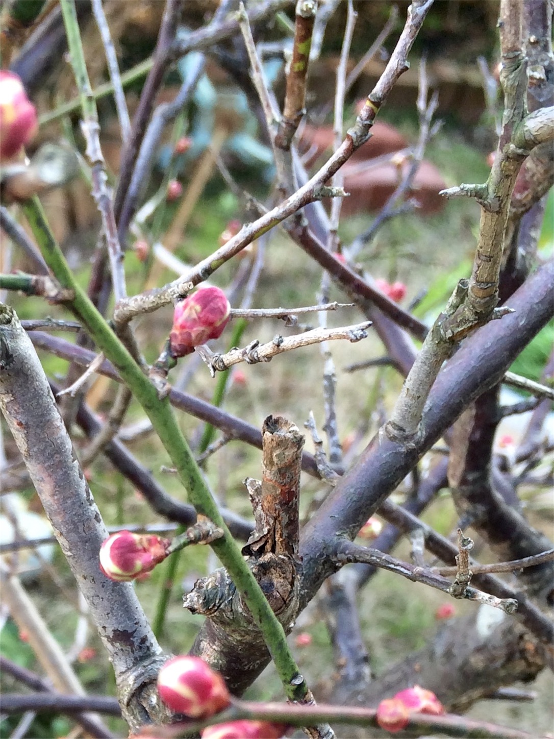 f:id:m-hatch:20160203223939j:image f:id:m-hatch:20160203223939j:image