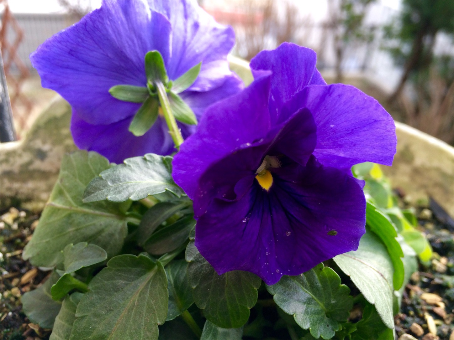 f:id:m-hatch:20160204214413j:image f:id:m-hatch:20160204214413j:image