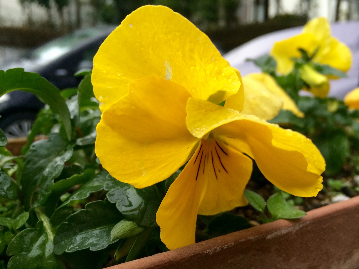 f:id:m-hatch:20160204214503j:image f:id:m-hatch:20160204214503j:image