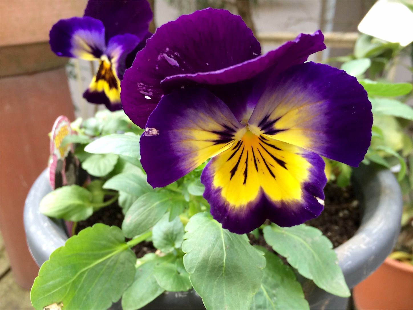 f:id:m-hatch:20160204223055j:image f:id:m-hatch:20160204223055j:image