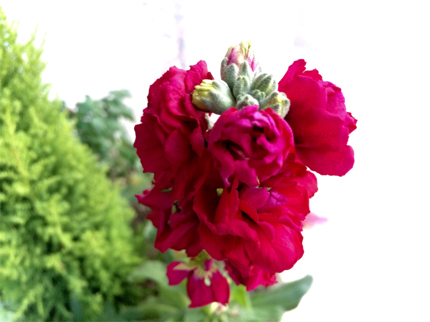 f:id:m-hatch:20160205232315j:image f:id:m-hatch:20160205232315j:image