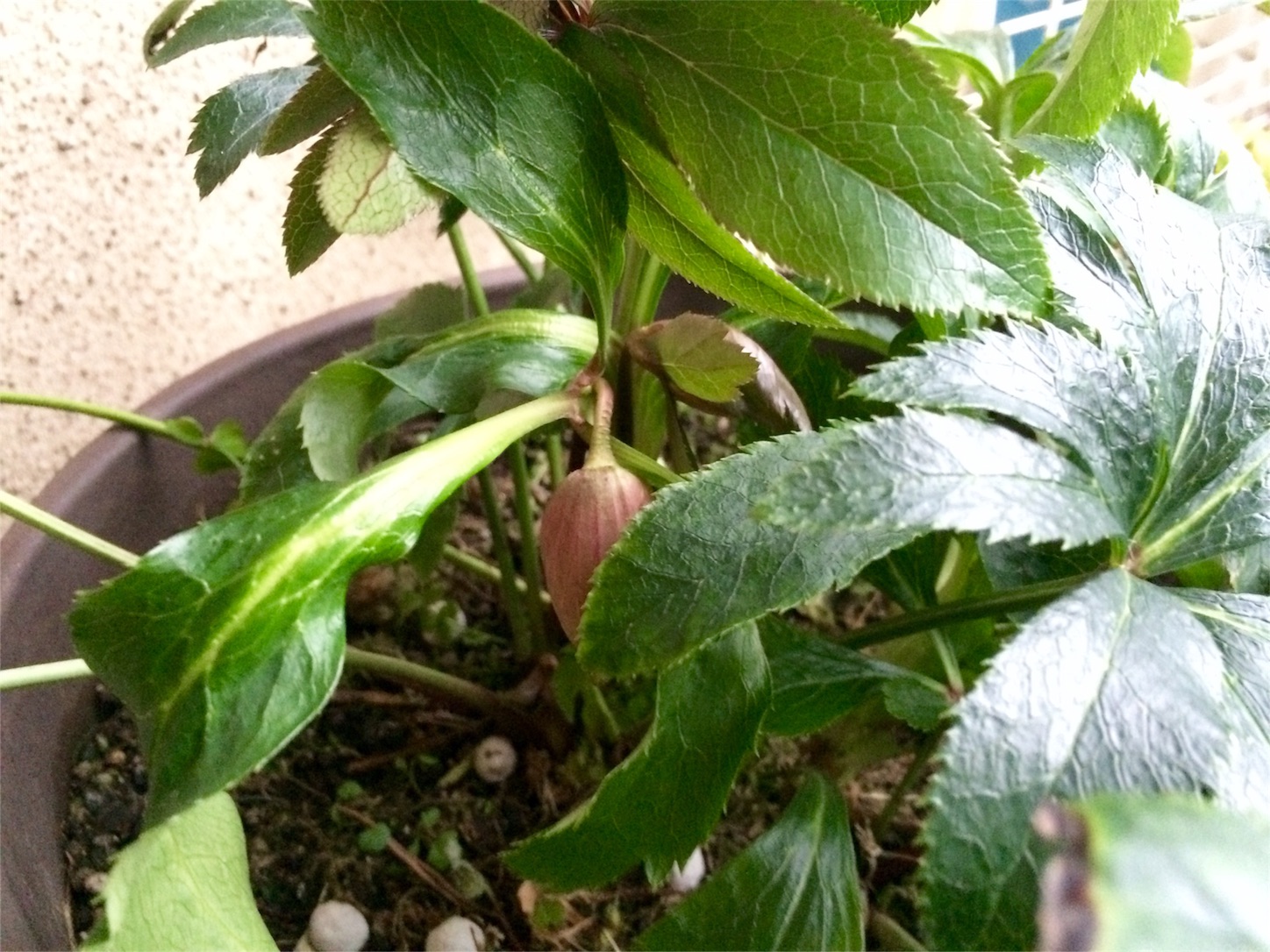 f:id:m-hatch:20160206221518j:image f:id:m-hatch:20160206221518j:image