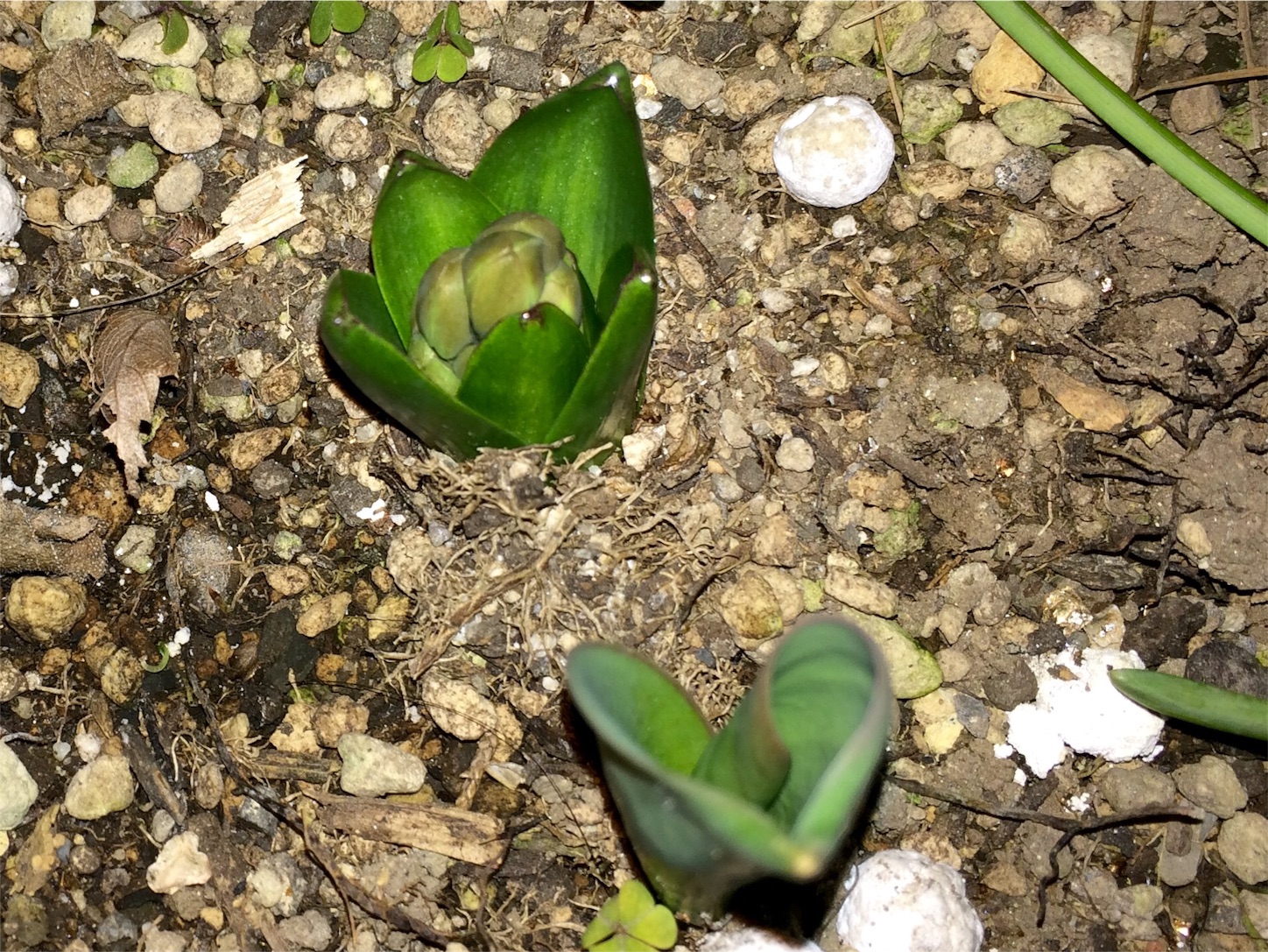 f:id:m-hatch:20160207210954j:image f:id:m-hatch:20160207210954j:image