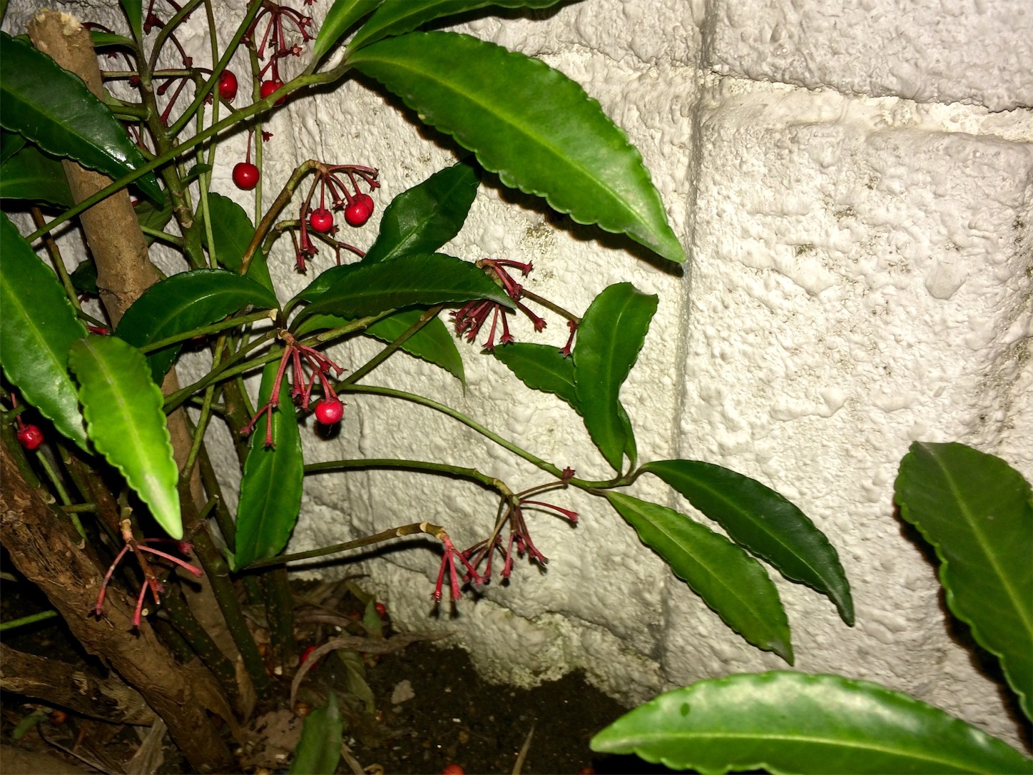 f:id:m-hatch:20160207211025j:image f:id:m-hatch:20160207211025j:image