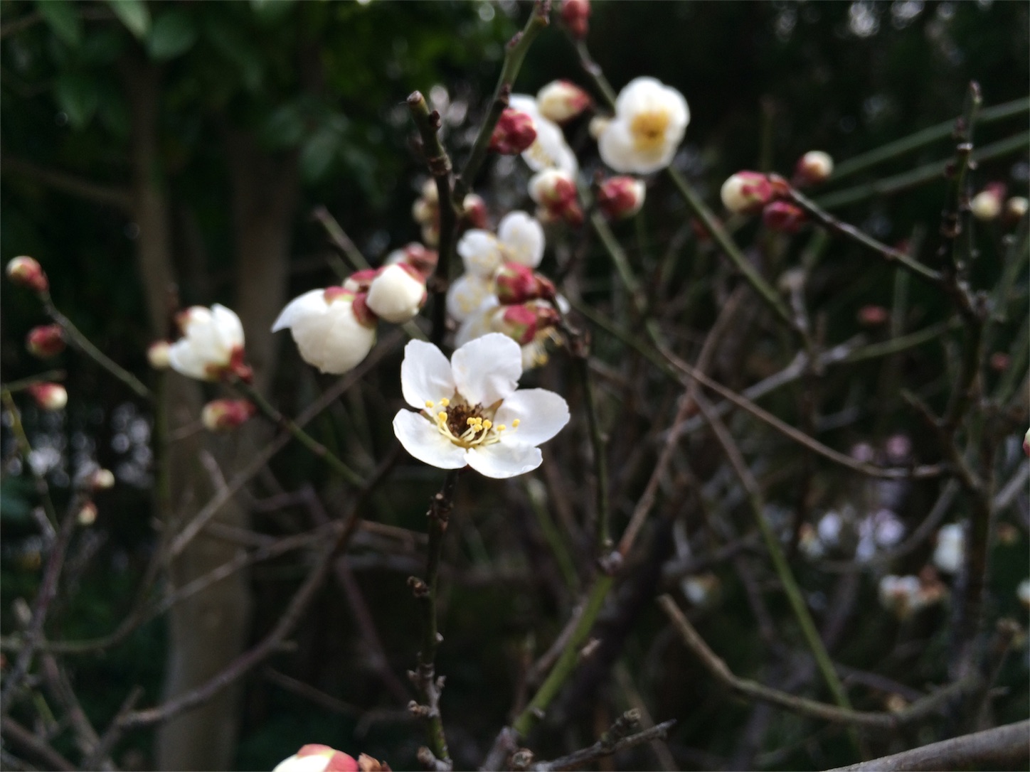 f:id:m-hatch:20160213005131j:image f:id:m-hatch:20160213005131j:image