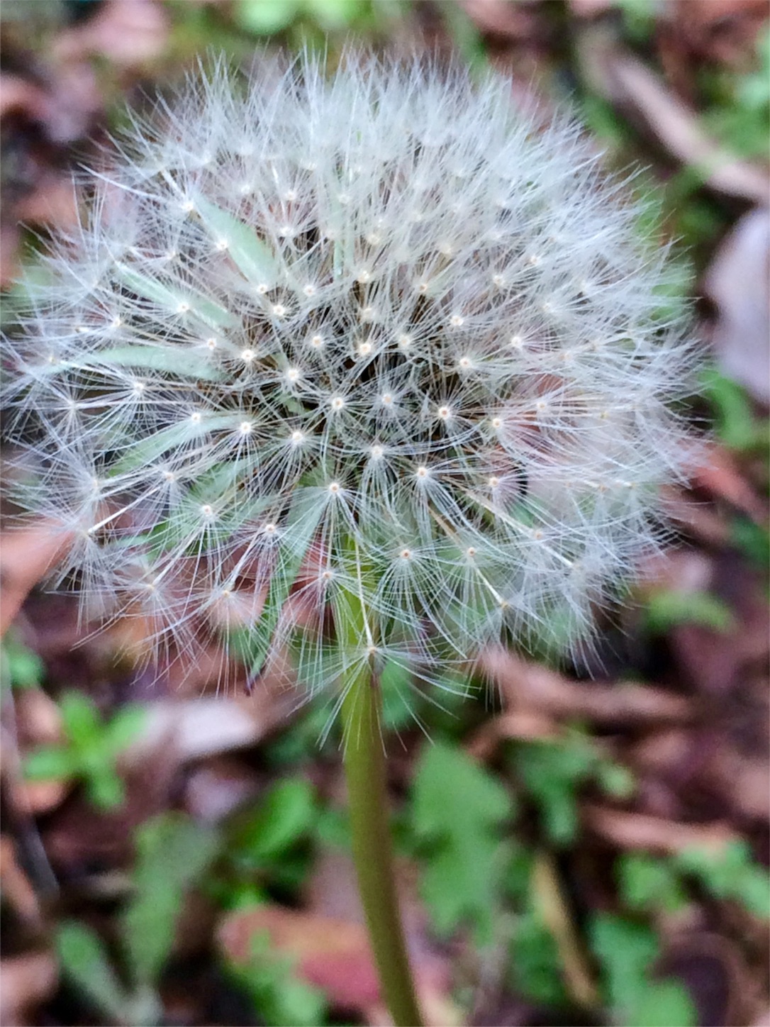 f:id:m-hatch:20160214213739j:image f:id:m-hatch:20160214213739j:image