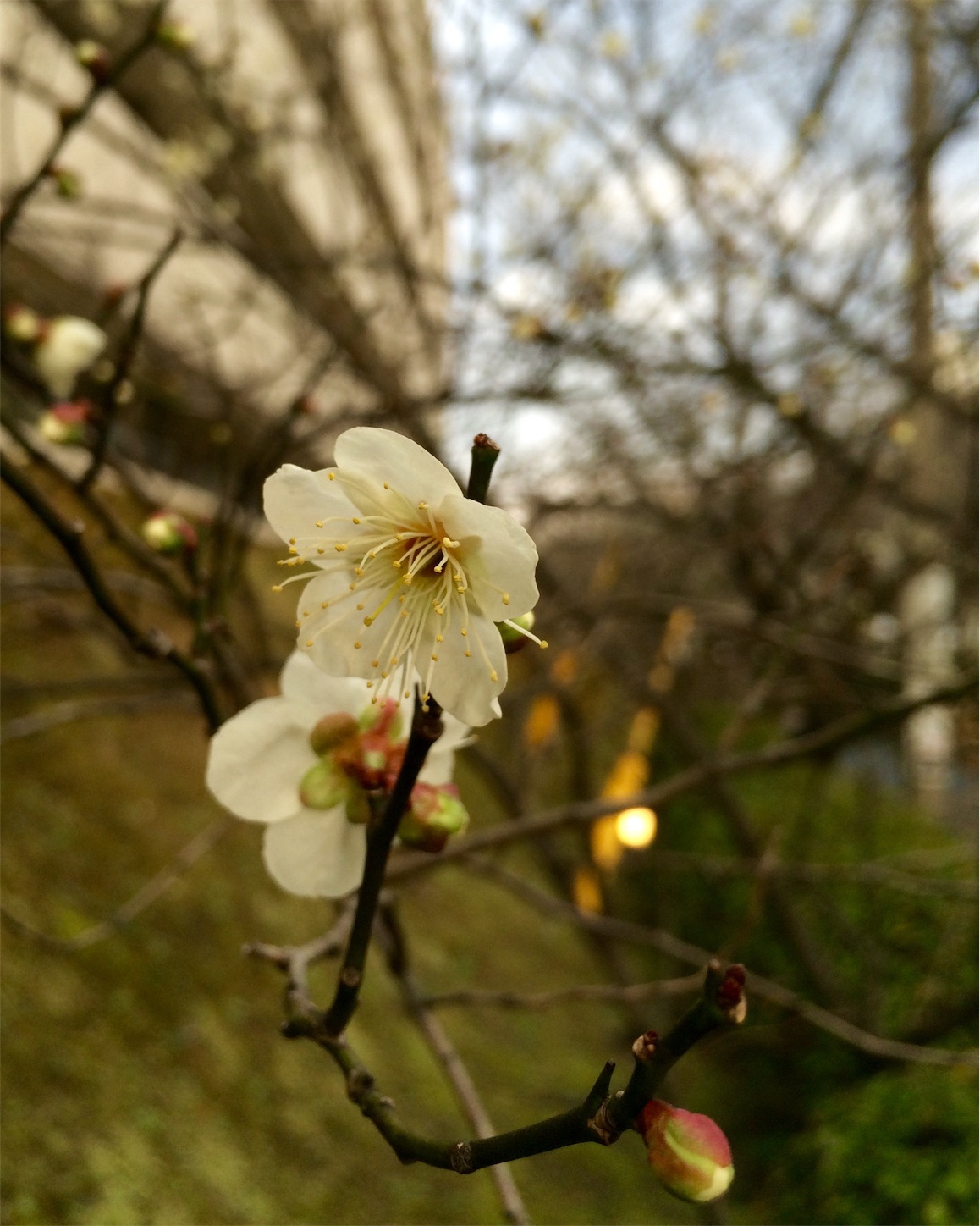 f:id:m-hatch:20160216215512j:image f:id:m-hatch:20160216215512j:image