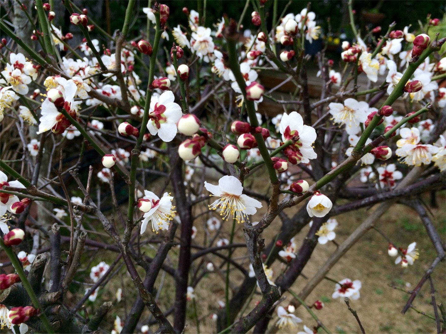 f:id:m-hatch:20160218204701j:image f:id:m-hatch:20160218204701j:image