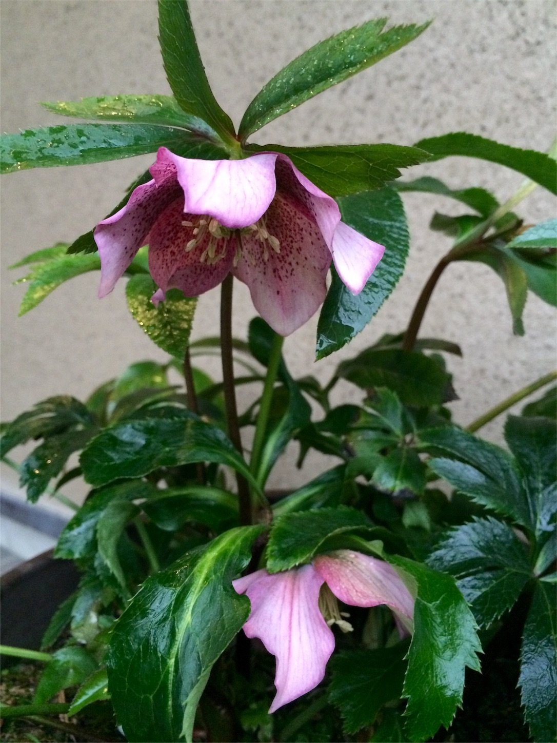 f:id:m-hatch:20160220215355j:image f:id:m-hatch:20160220215355j:image